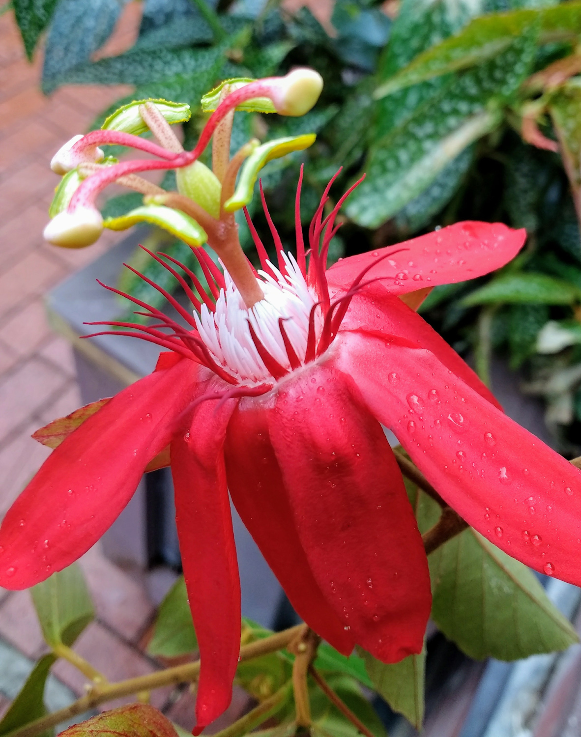 Red passionflower